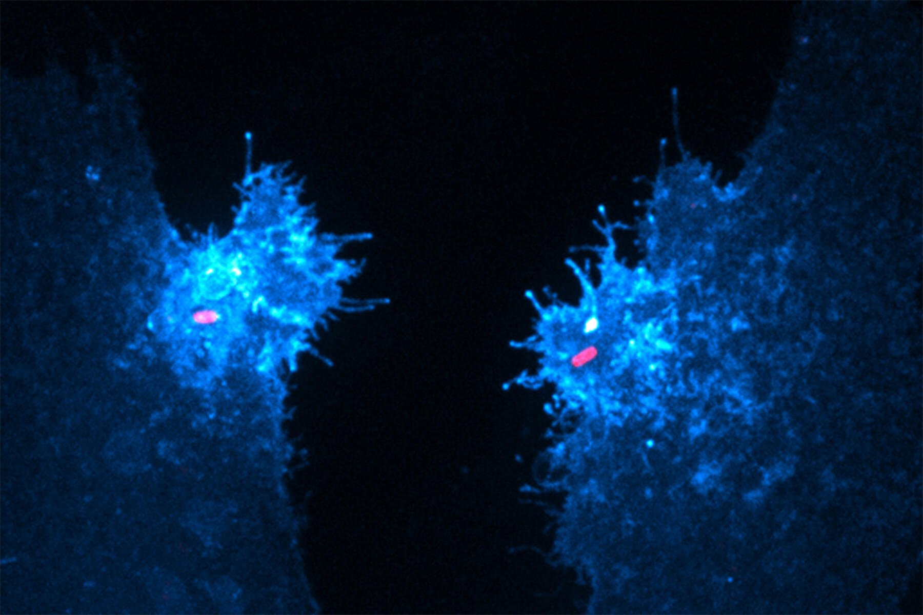 Two human epithelial cells express a fluorescent biosensor specific for the lipid (in blue) were exposed to invasive Salmonella (in red).  In their study, Walpole and his collaborators reveal that this lipid, which supports bacterial entry and host survival, is generated by an unconventional phosphotransferase reaction driven by the secreted Salmonella protein SopB.