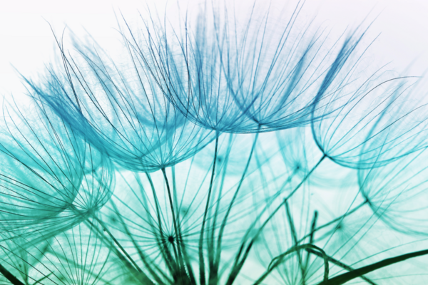 Blue-toned close-up photo of a seed head of dandelion.
