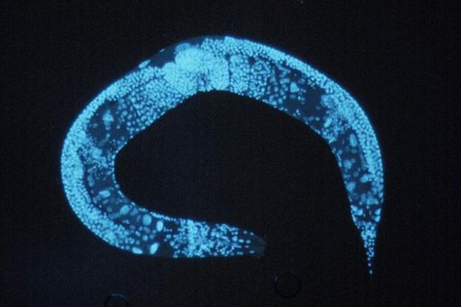 C. elegans