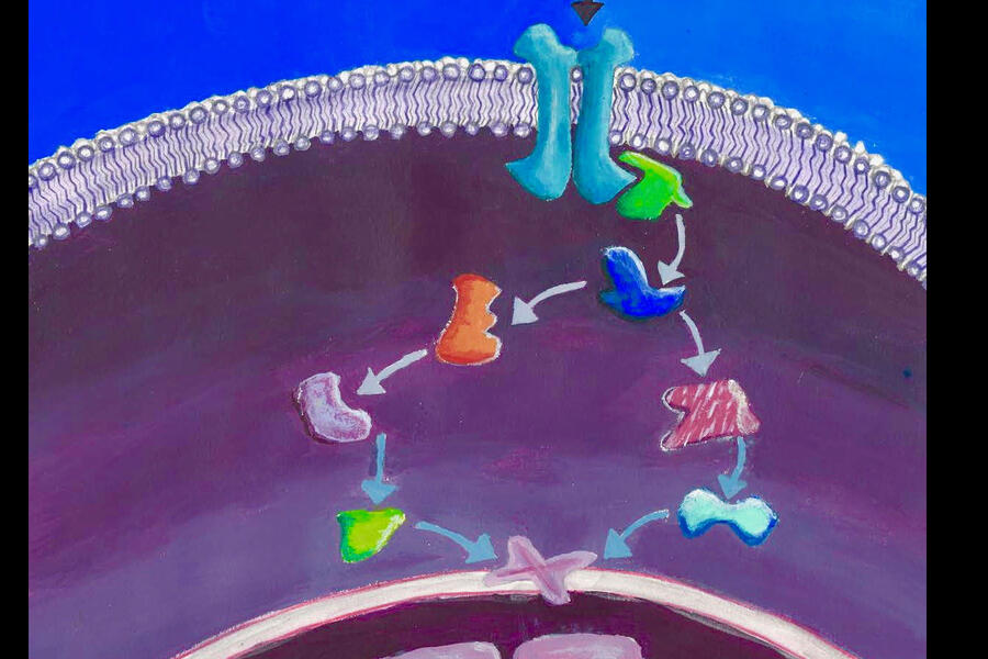 MYTH and MaMTH technologies enable detection physical contacts between proteins that reside in the cell membrane (Credit: Leja Stagljar)