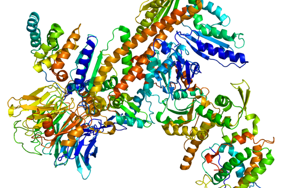 Protein ARPC1B By Emw via Wikimedia Commons