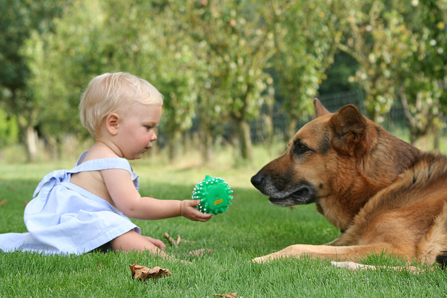 A baby sitting on grass and holding a green ball to a German shepherd