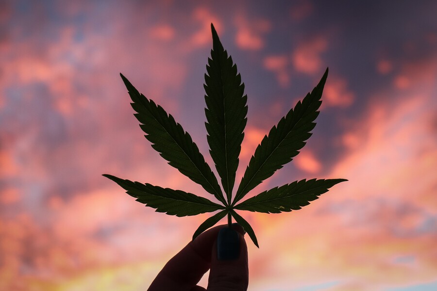 A cannabis leaf is held in the air at dusk.