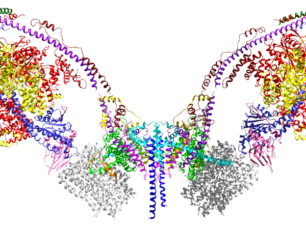 Intact mitochondrial ATP synthase, courtesy of Rubinstein lab