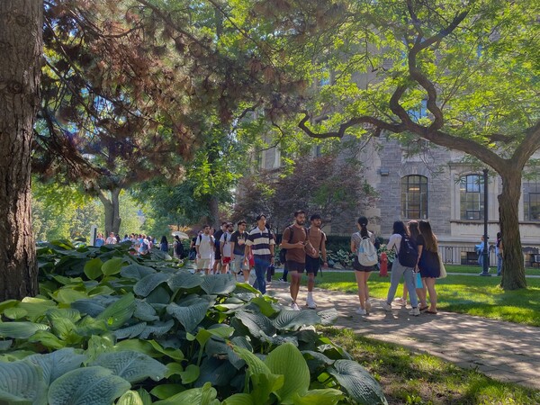 Students walking on campus under canopy of trees with large patch of hostess in the foreground. 