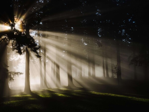 Light shinning through the trees