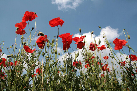 Poppies