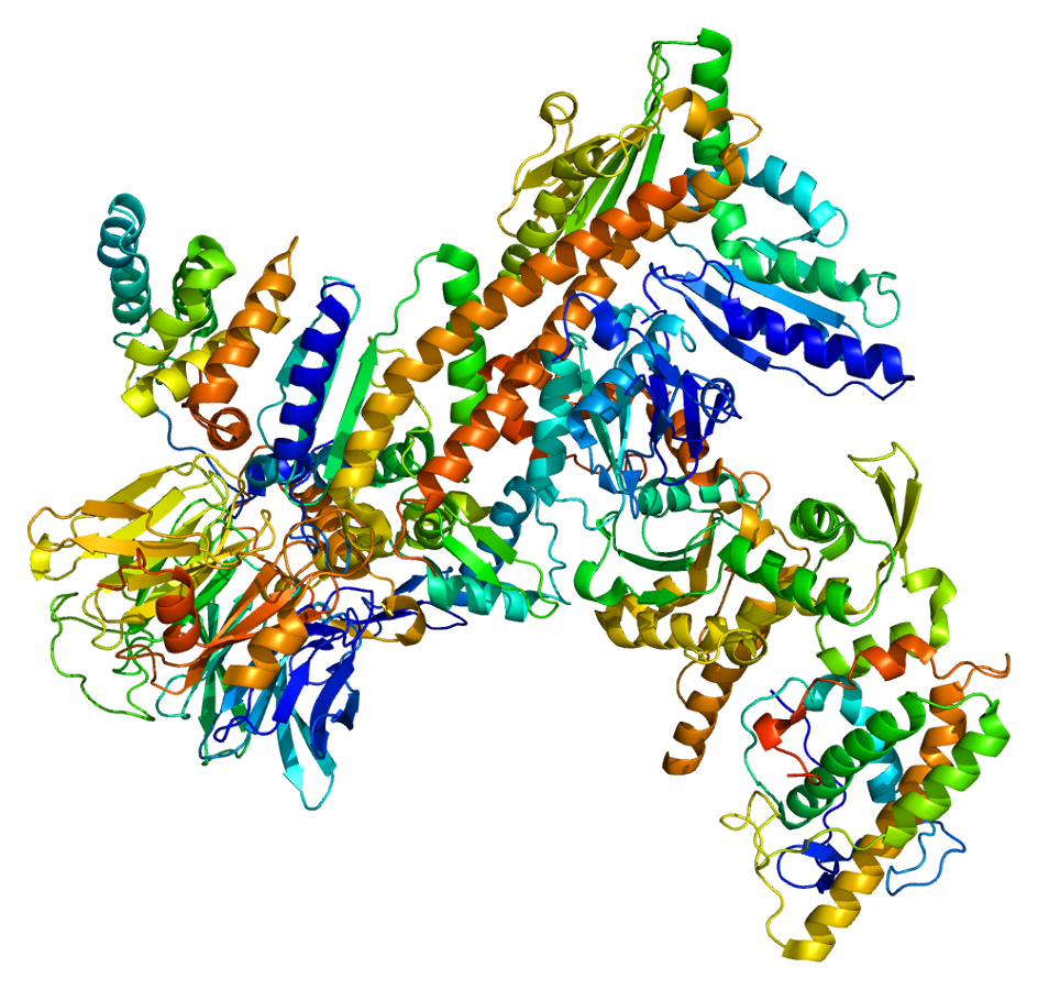 Protein ARPC1B By Emw via Wikimedia Commons