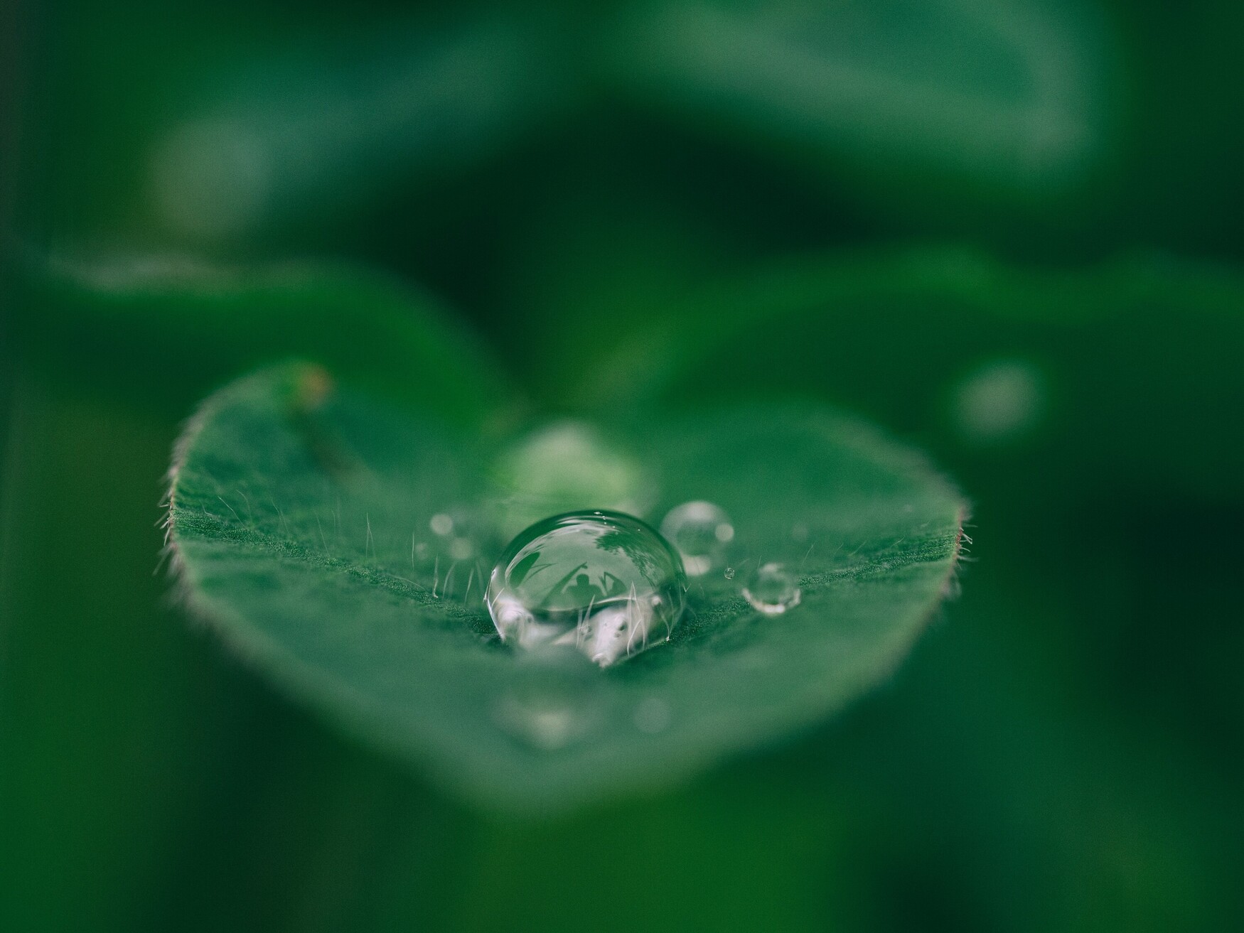 A drop of water sits on a leaf