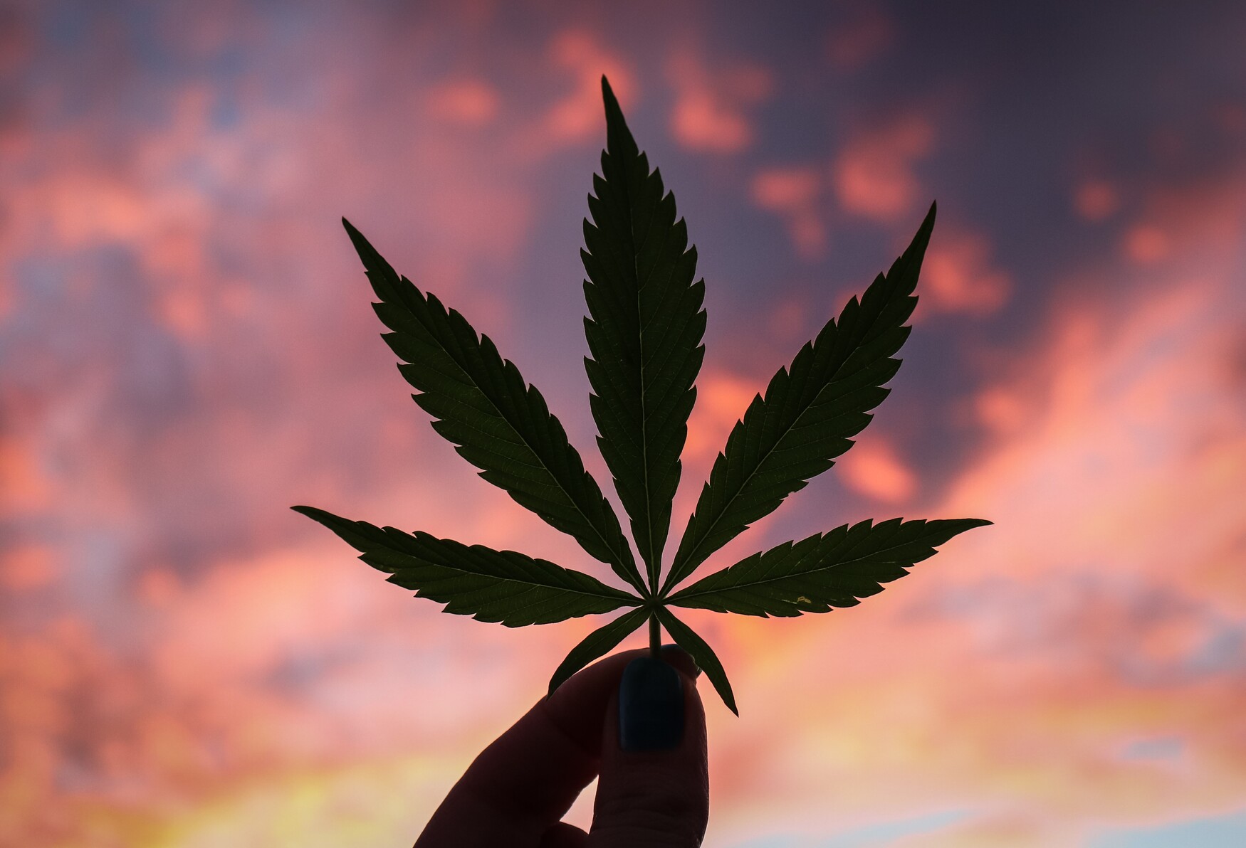 A cannabis leaf is held in the air at dusk.